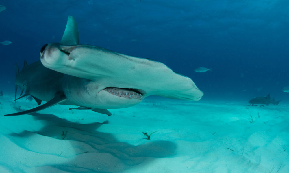 A scientific mission to save the sharks