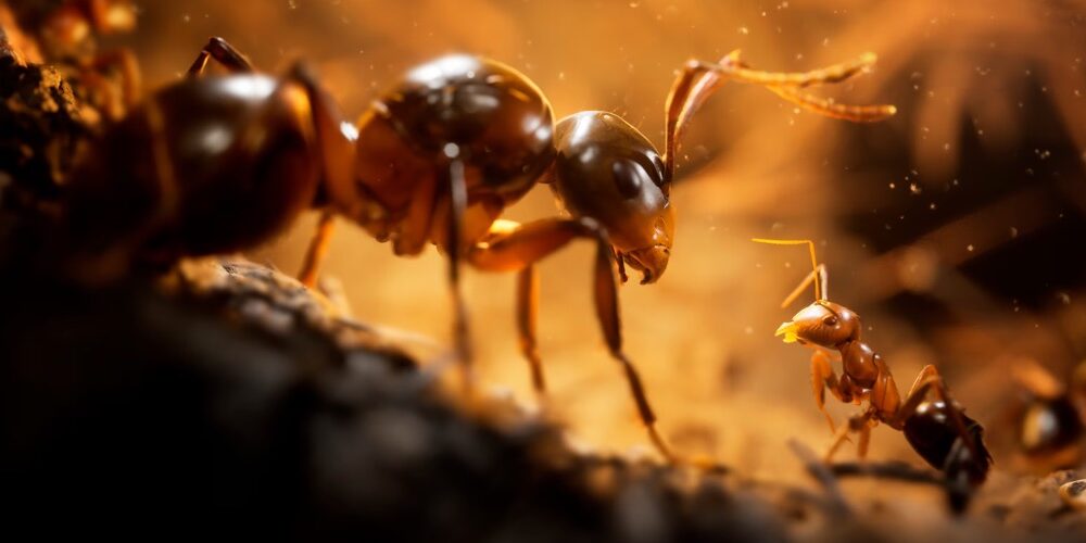 Empire of the Ants gets an ant-tastic trailer and a release date!