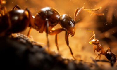 Empire of the Ants gets an ant-tastic trailer and a release date!