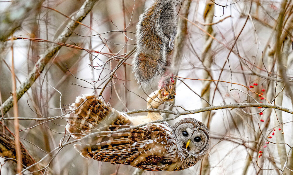 A Barred Owl hangs upside down from a thin tree branch, its body horizontal, its face turned and looking at the camera. Above it hangs a squirrel on a branch. Its head is nearly completely severed and is held in the owl’s talons. Its fur is bloodied.