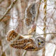 A Barred Owl hangs upside down from a thin tree branch, its body horizontal, its face turned and looking at the camera. Above it hangs a squirrel on a branch. Its head is nearly completely severed and is held in the owl’s talons. Its fur is bloodied.