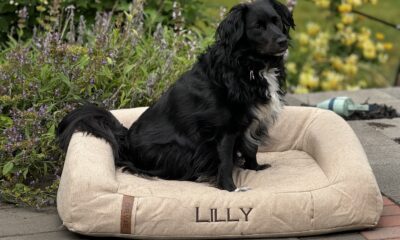 The best cooling dog beds as chosen by overheated dogs for 2024