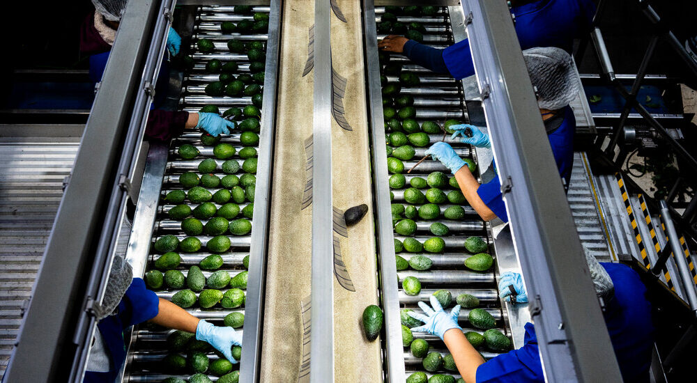 U.S.D.A. Suspends Avocado Inspections in Mexico, Citing Security Concerns