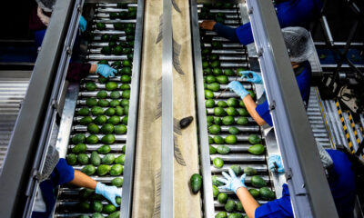 U.S.D.A. Suspends Avocado Inspections in Mexico, Citing Security Concerns