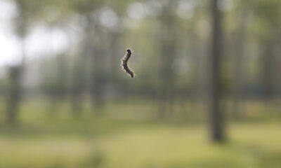 What’s behind the record outbreak of spongy moths in the eastern US?