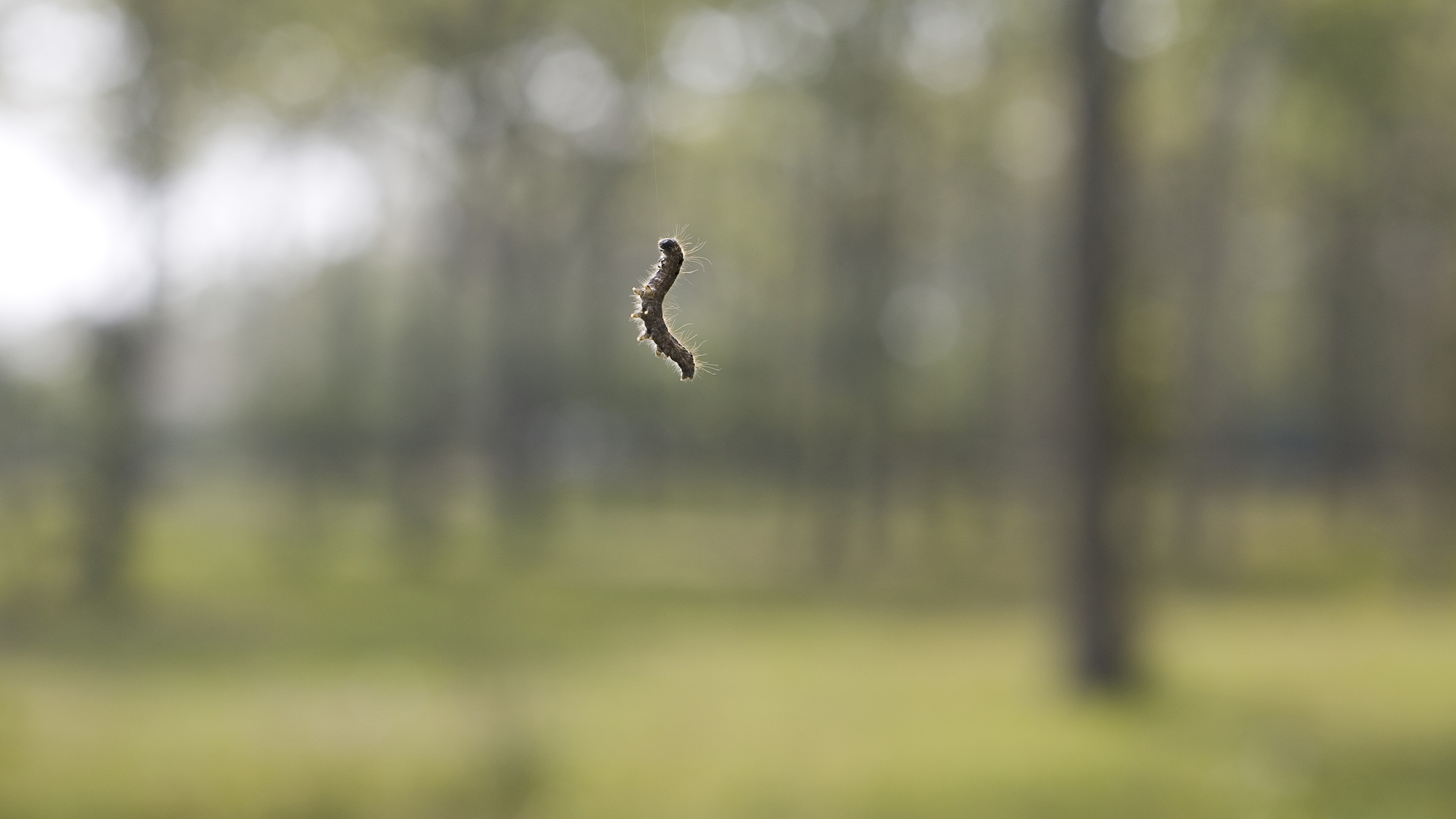 What’s behind the record outbreak of spongy moths in the eastern US?