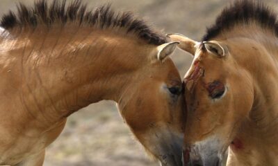 Wild horse species returns to Kazakh steppes