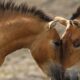 Wild horse species returns to Kazakh steppes