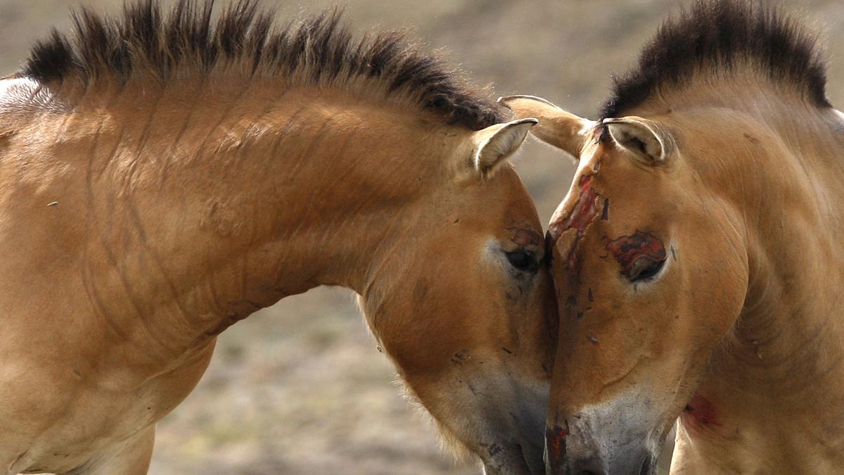 Wild horse species returns to Kazakh steppes