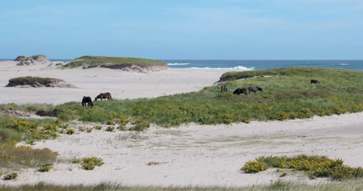 2 people found dead in boat washed ashore on Sable Island: N.S. police - Halifax