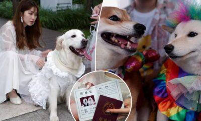 Canine weddings on the rise in China