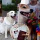 Canine weddings on the rise in China