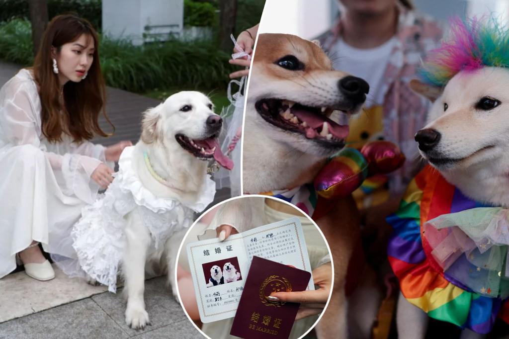 Canine weddings on the rise in China