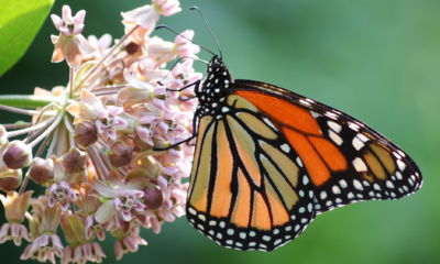 How everyone can help monarch butterflies