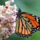 How everyone can help monarch butterflies