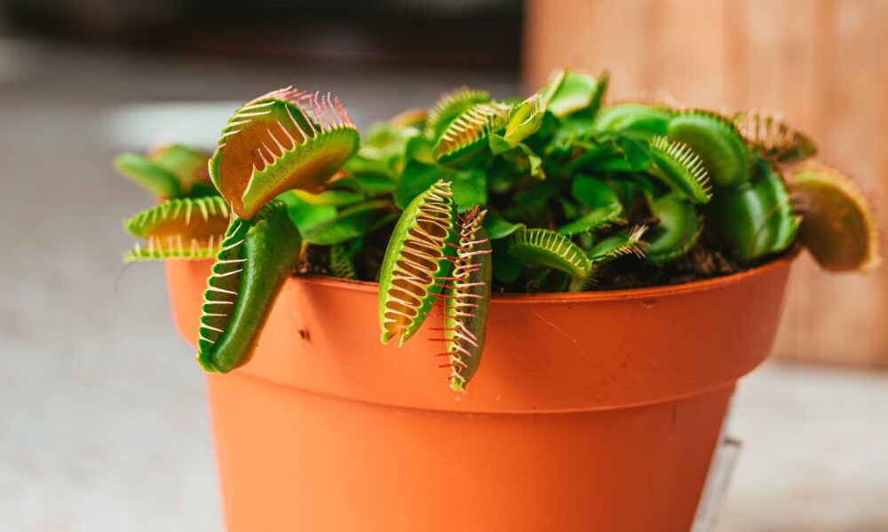 How to care for a Venus fly trap