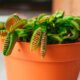 How to care for a Venus fly trap