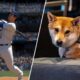 Stop what you're doing, a speedrunning dog just won a game of NES baseball by slamming a walk-off home run at SGDQ 2024