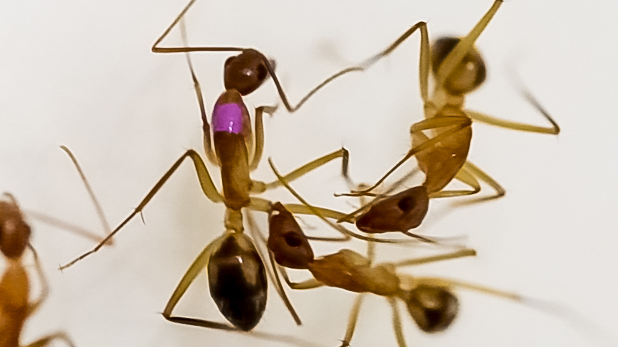 Watch a carpenter ant chew off another's wounded leg to try to save its life