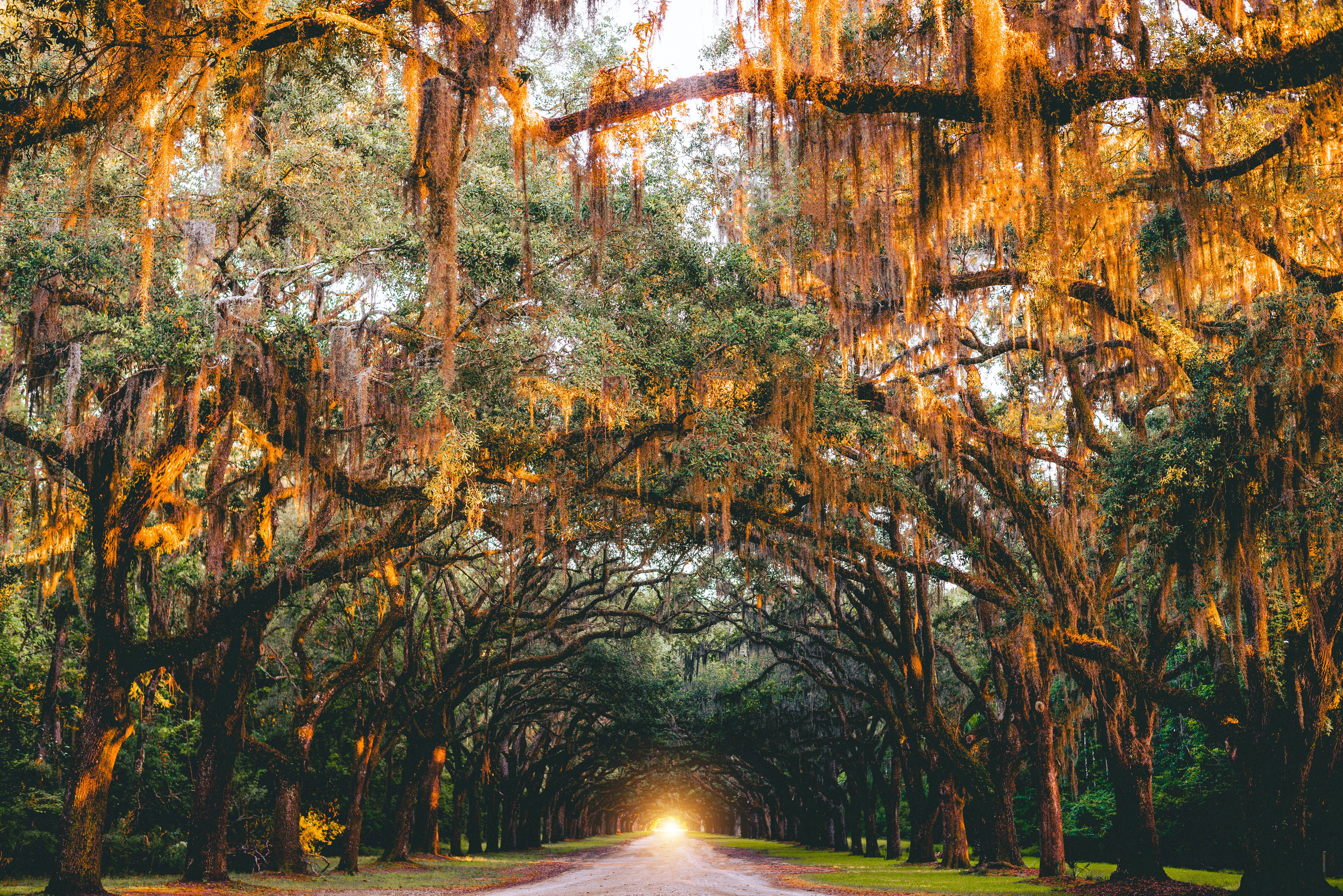 Best Local Food in Savannah