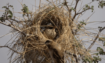 Birds have 'culture.' Just look at these nests.