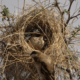 Birds have 'culture.' Just look at these nests.