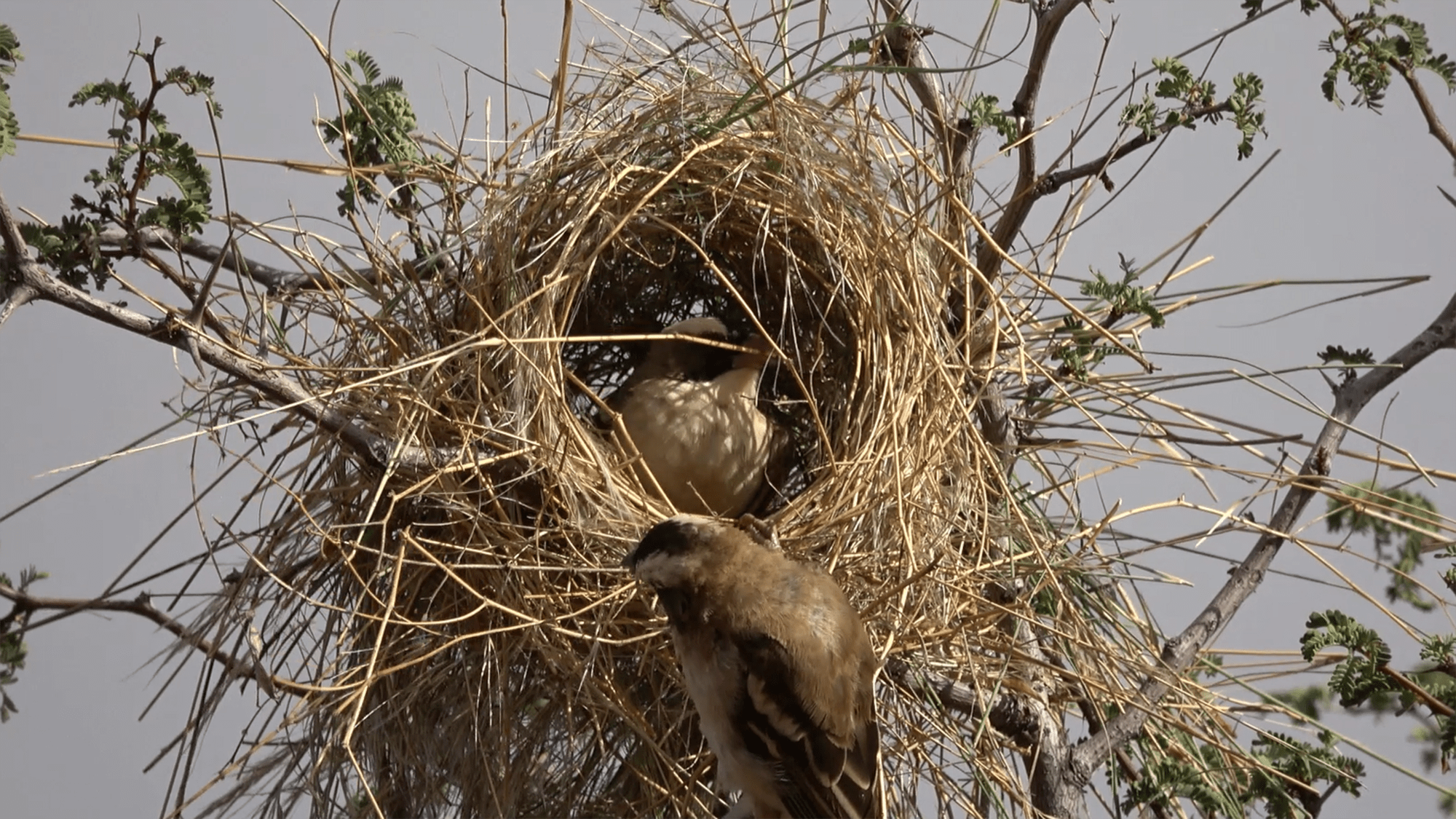 Birds have 'culture.' Just look at these nests.