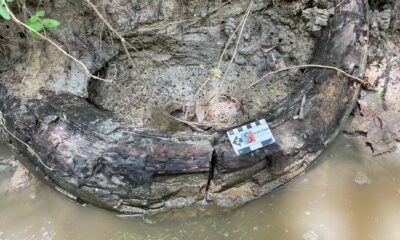 Man finds gigantic mammoth tusk in a Mississippi creek