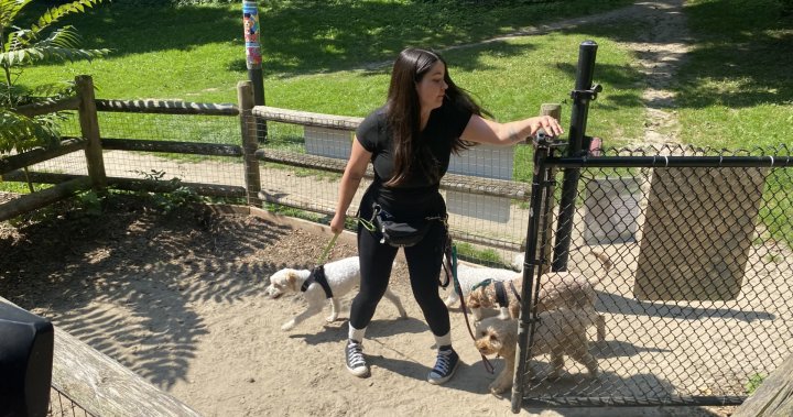 Toronto plan to ban professional dog walkers from park sparks outrage - Toronto