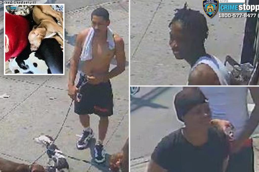 Trio of thieves beat woman, steal her two dogs on NYC street: police