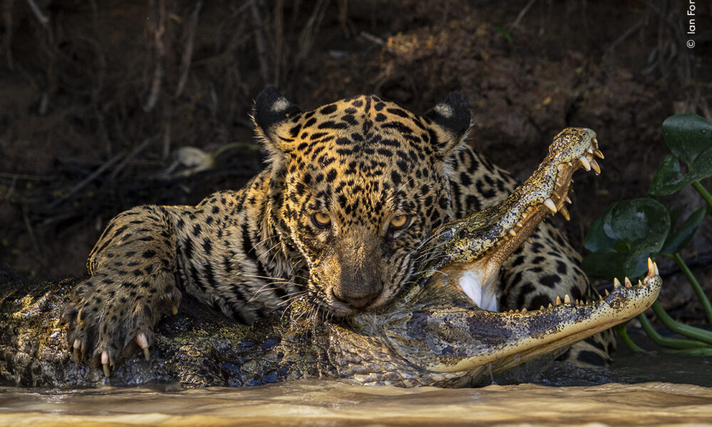 the moment a jaguar delivers a fatal bite to the head of a caiman in a muddy river. 