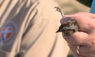 Banding and tracking birds at Oak Hammock Marsh - Winnipeg