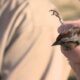 Banding and tracking birds at Oak Hammock Marsh - Winnipeg