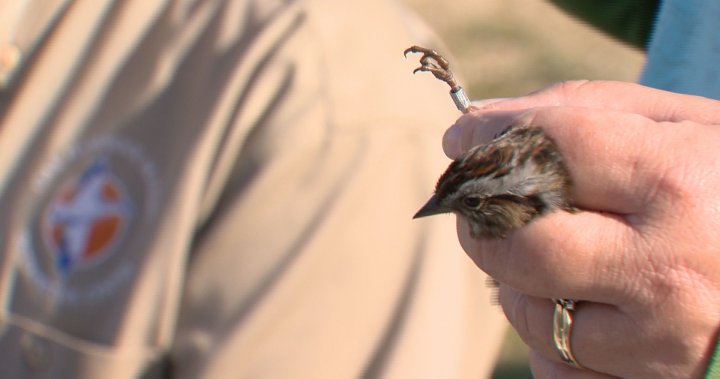 Banding and tracking birds at Oak Hammock Marsh - Winnipeg