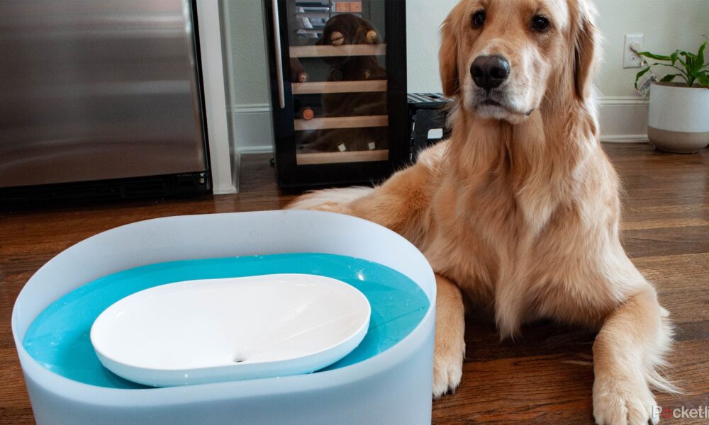 I bought my dog her own water fountain and she loves it