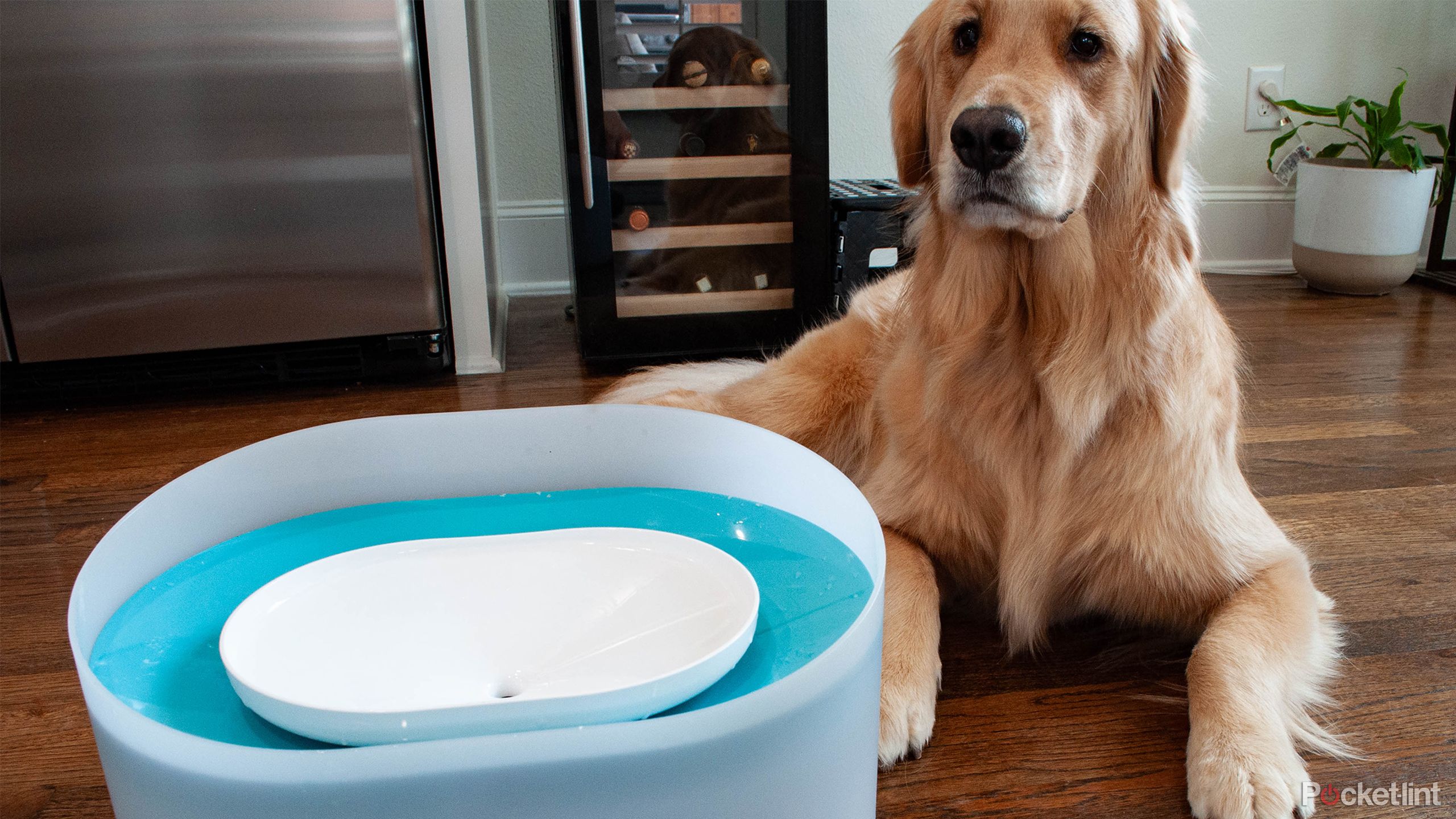 I bought my dog her own water fountain and she loves it