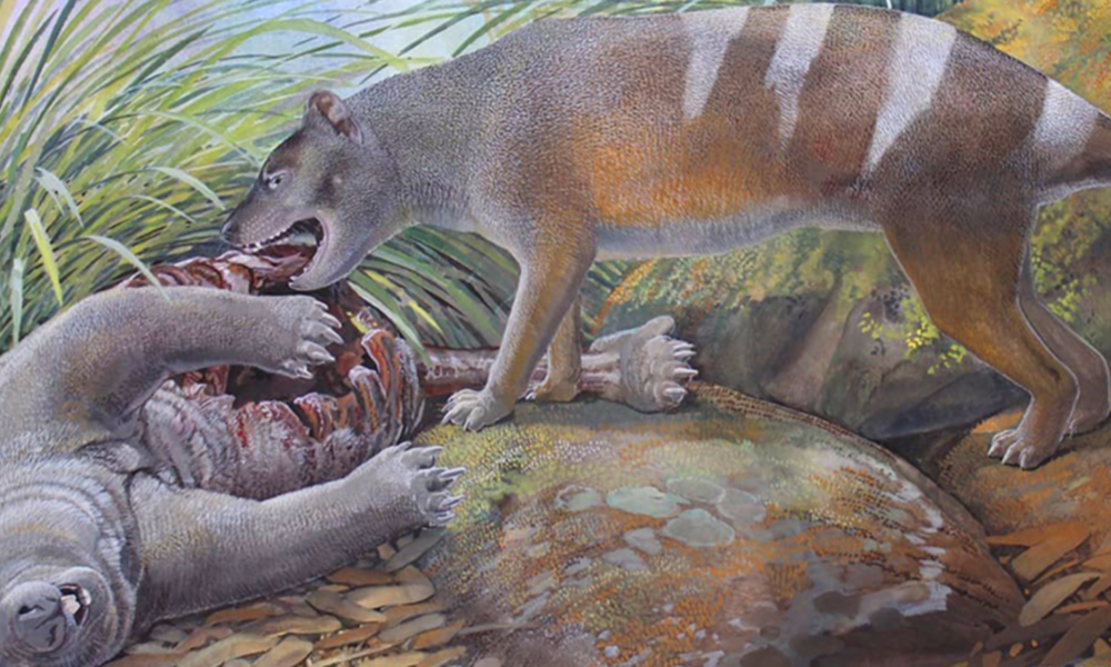 New bone-crushing Tasmanian tiger species dug up by paleontologists