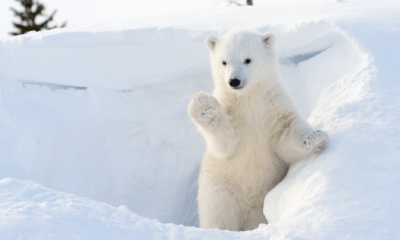 Polar bears adapted to the Arctic just 70,000 years ago