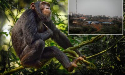 Residents ransack Guinea chimpanzee center after animal kills infant