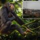 Residents ransack Guinea chimpanzee center after animal kills infant