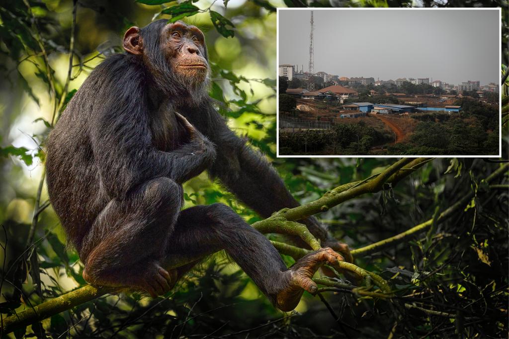 Residents ransack Guinea chimpanzee center after animal kills infant