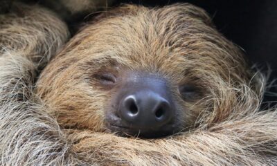 Sloths may be in danger by the end of the century