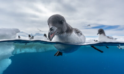 a penguin looks at the camera while swimming in icy waters