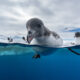 a penguin looks at the camera while swimming in icy waters