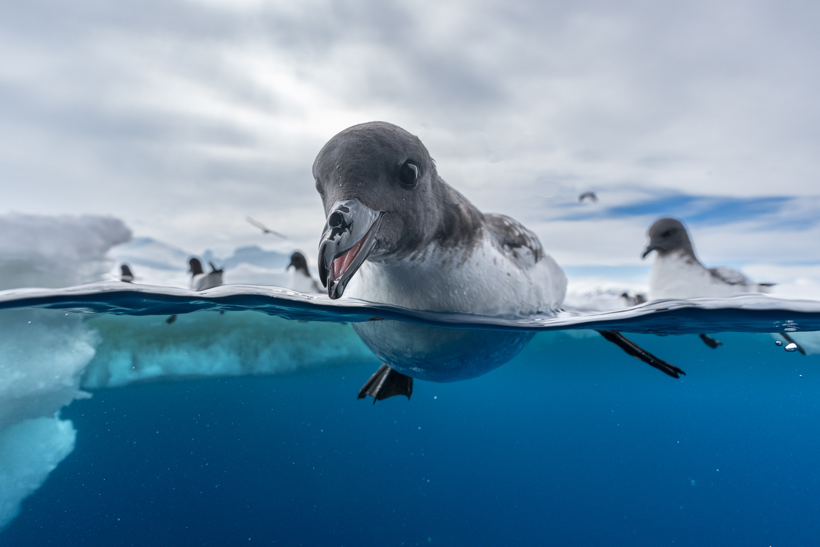 a penguin looks at the camera while swimming in icy waters