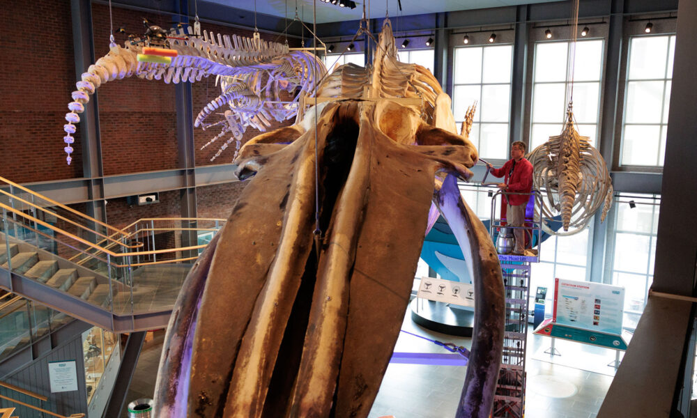 a blue whale skeleton on display at a museum