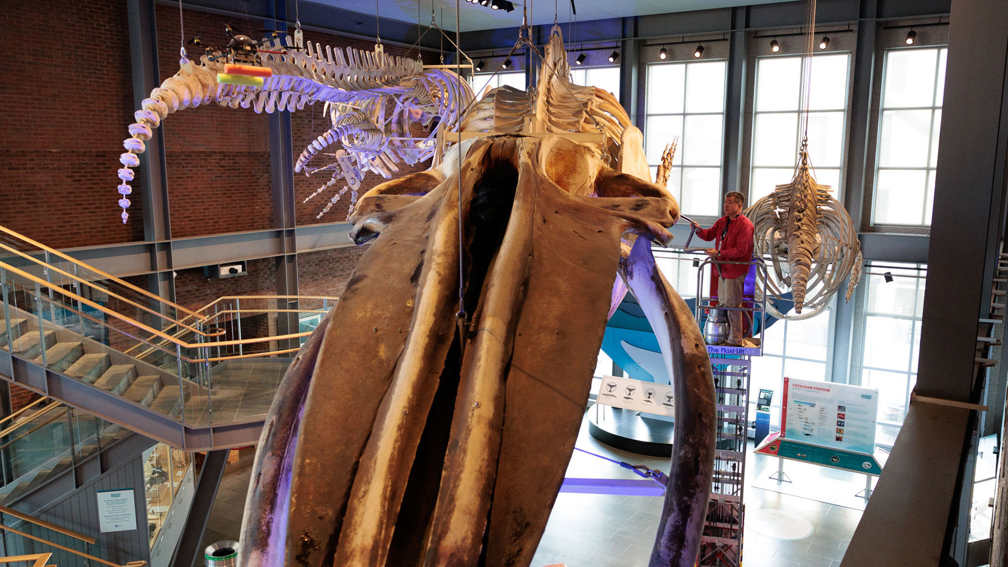 a blue whale skeleton on display at a museum