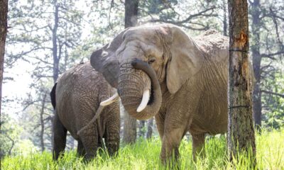 Can an elephant sue to leave a zoo? Colorado’s top court must now decide