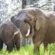 Can an elephant sue to leave a zoo? Colorado’s top court must now decide