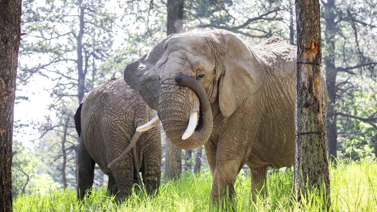 Can an elephant sue to leave a zoo? Colorado’s top court must now decide